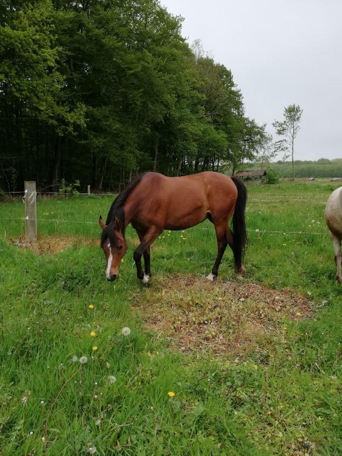 Apartament Tankefuld Living'S Horsefarm Svendborg Zewnętrze zdjęcie